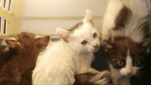 Gatitos 5