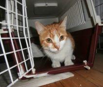 gatita