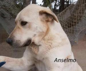Anselmo