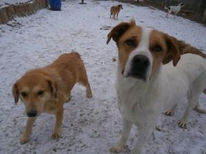 Peluditos