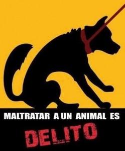 maltrato