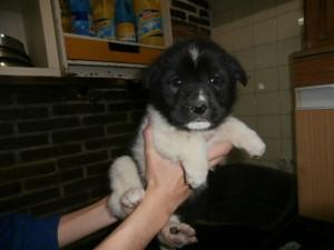 cachorrito