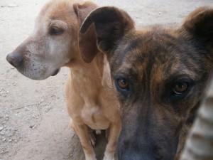 adopta