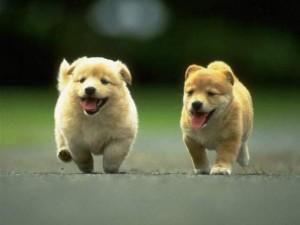Perritos