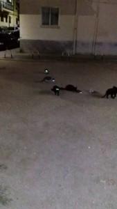 Colonia de gatitos