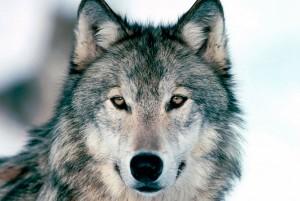 lobo
