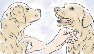 Como acariciar a tu perro