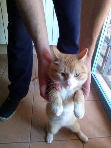 Gatito de El Fresno