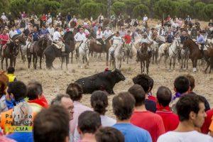 El toro de la Vega no se celebrará este año