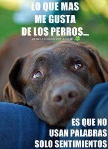 Lo dicen todo
