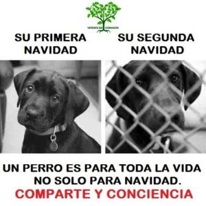 Adopta, si quieres regalar una mascota