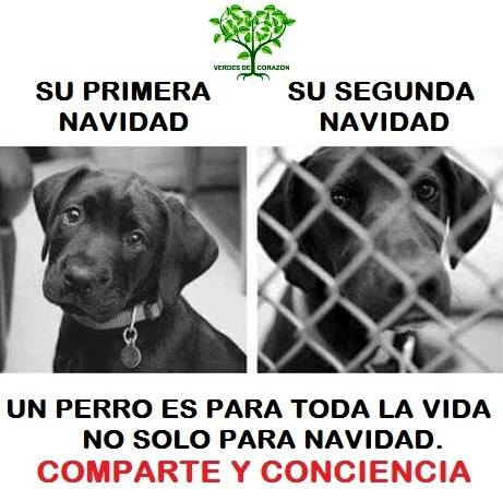 Adopta, si quieres regalar una mascota