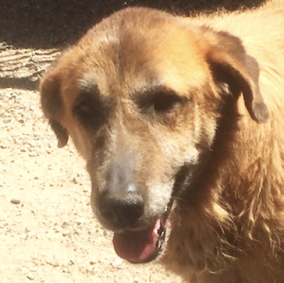 milagros-perro-busca-adopcion-1