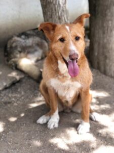 teren-perro-adopcion